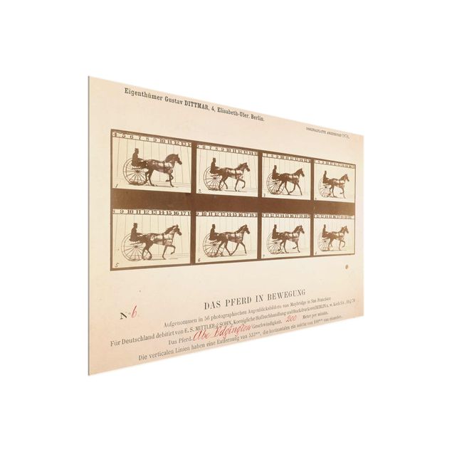 Glasbilleder dyr Eadweard Muybridge - The horse in Motion