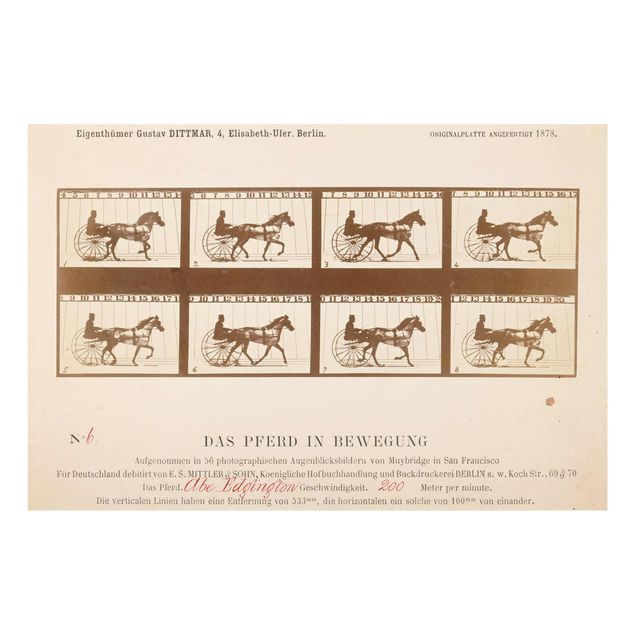 Billeder kunsttryk Eadweard Muybridge - The horse in Motion