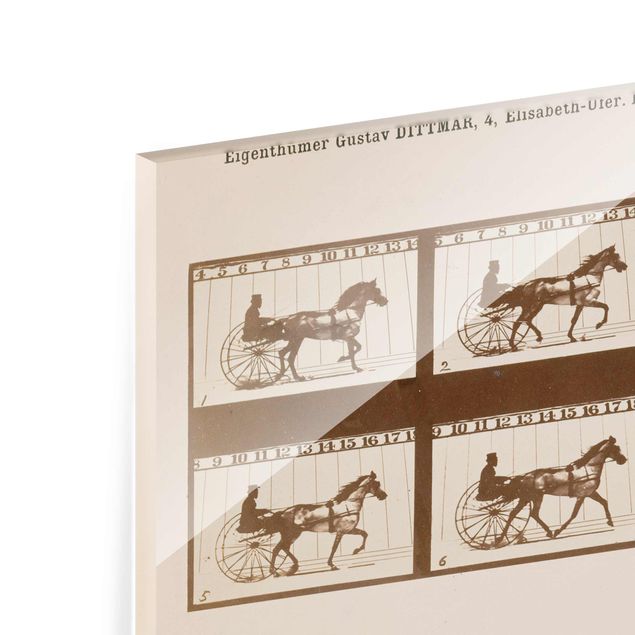 Billeder Eadweard Muybridge - The horse in Motion