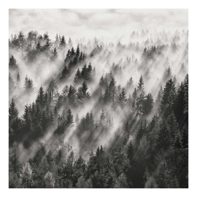 Glasbilleder sort og hvid Light Rays In The Coniferous Forest
