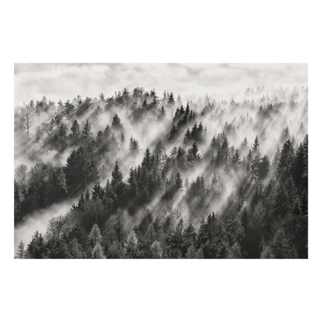 Glasbilleder sort og hvid Light Rays In The Coniferous Forest