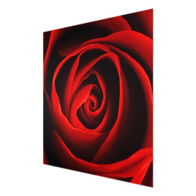Billeder rød Lovely Rose