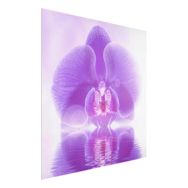 Glasbilleder blomster Purple Orchid On Water