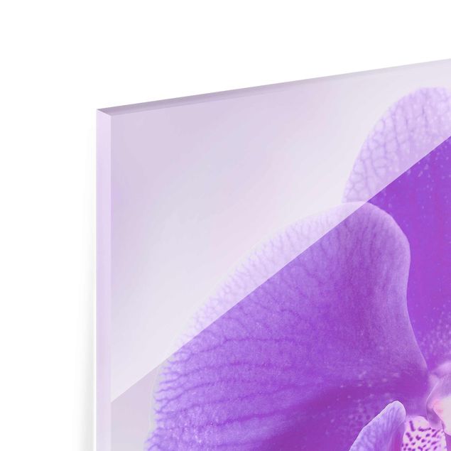 Billeder Purple Orchid On Water