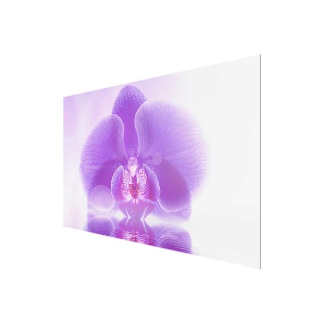 Billeder blomster Purple Orchid On Water