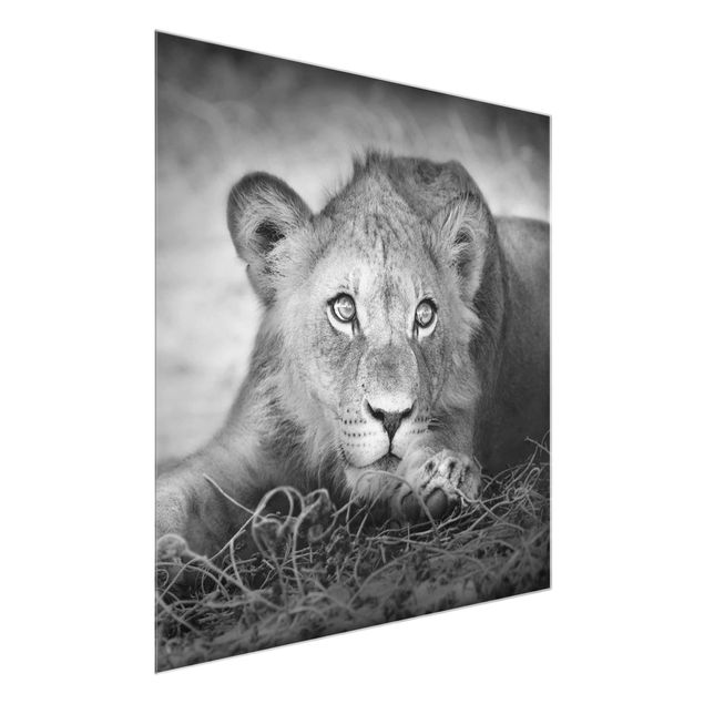 Billeder Afrika Lurking Lionbaby