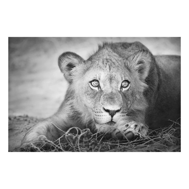 Billeder sort og hvid Lurking Lionbaby