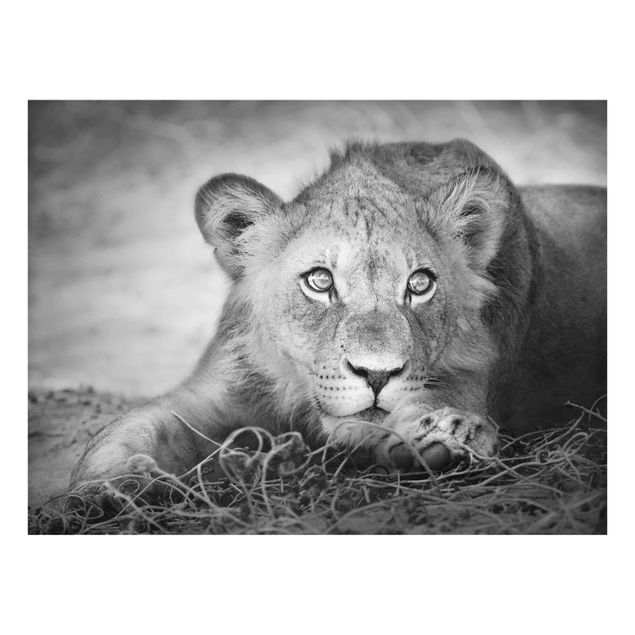 Billeder sort og hvid Lurking Lionbaby