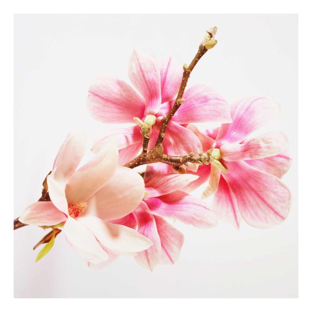 Billeder lyserød Magnolia Blossoms