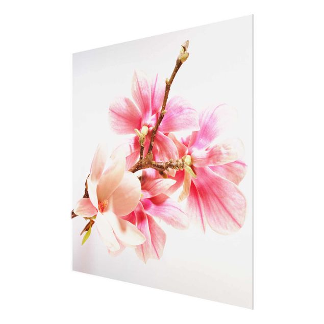 Billeder Magnolia Blossoms