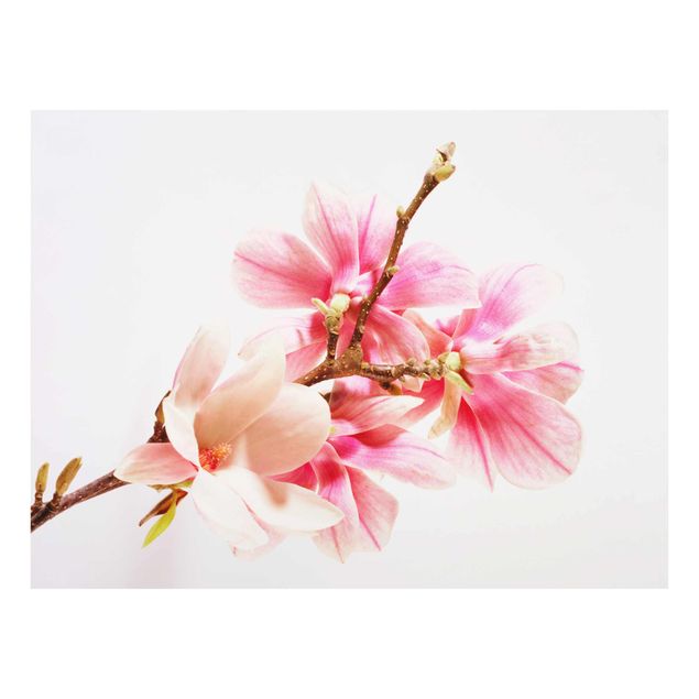Billeder lyserød Magnolia Blossoms