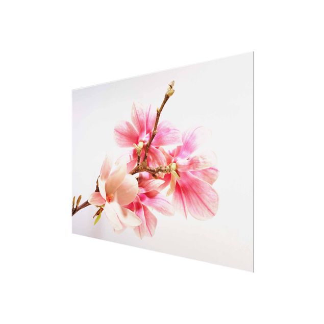 Billeder Magnolia Blossoms