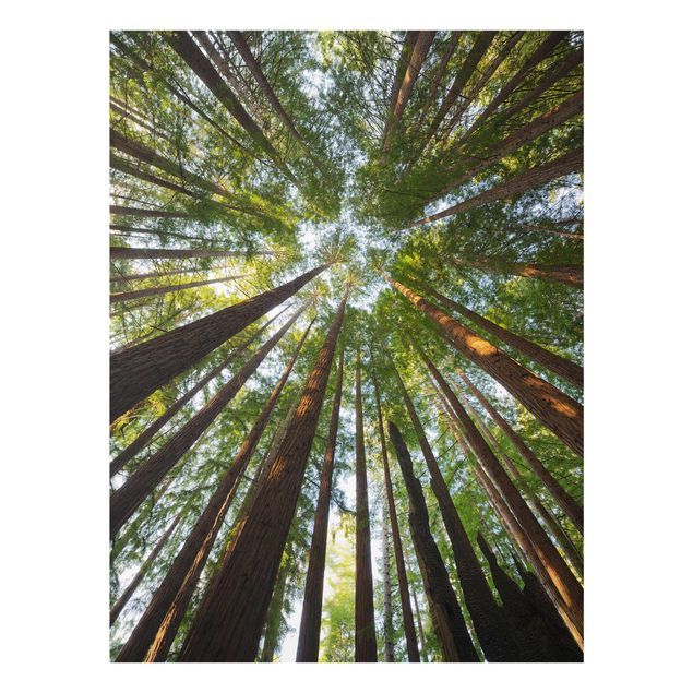 3D billeder Sequoia Tree Tops