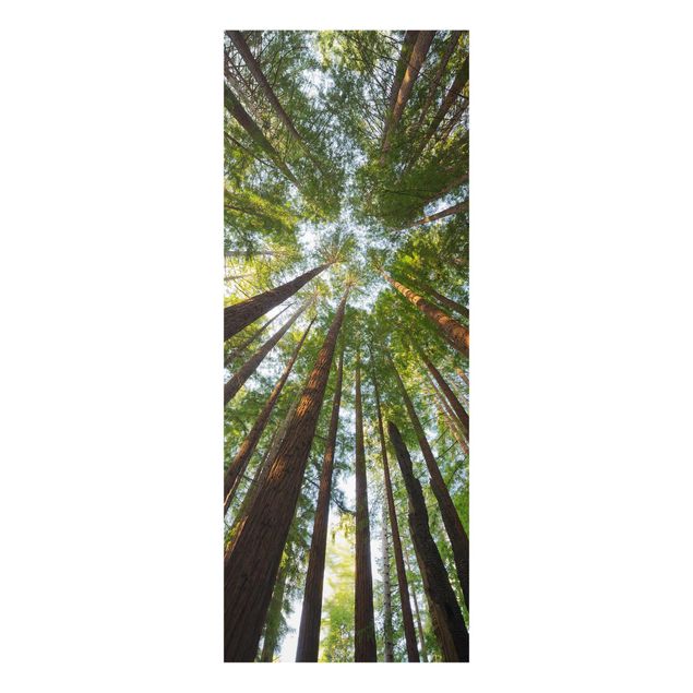 Billeder 3D Sequoia Tree Tops
