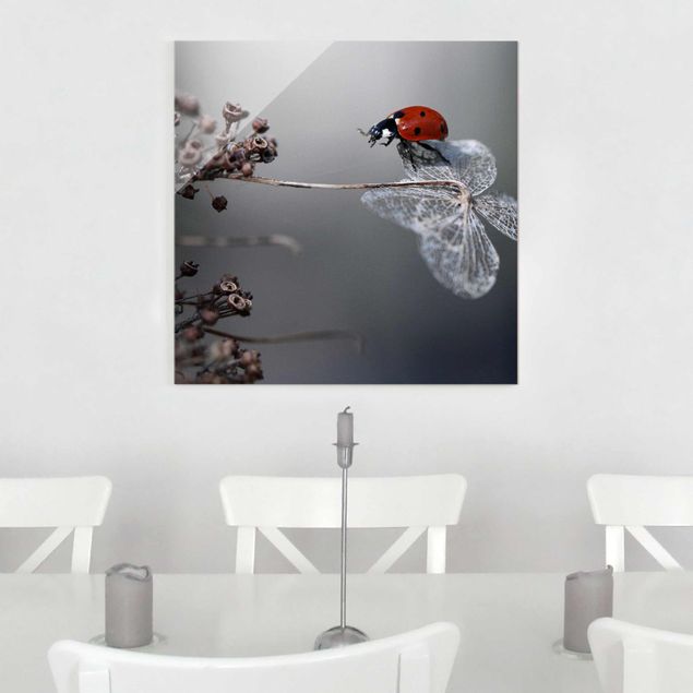 Glasbilleder blomster Ladybird On Hydrangea