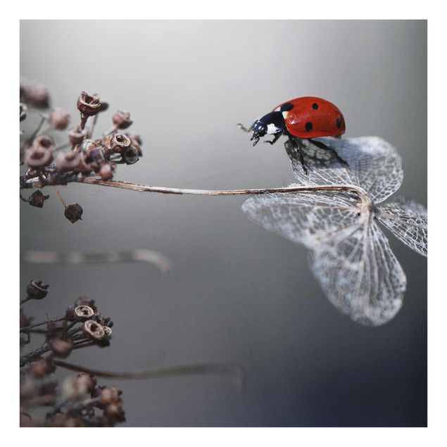 Billeder rød Ladybird On Hydrangea