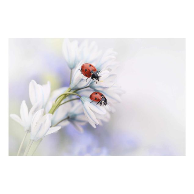Billeder lilla Ladybird Couple