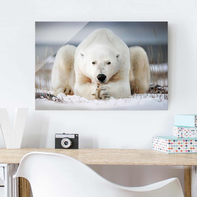 Billeder bjørne Contemplative Polar Bear