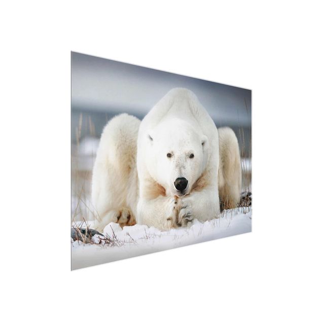Billeder moderne Contemplative Polar Bear