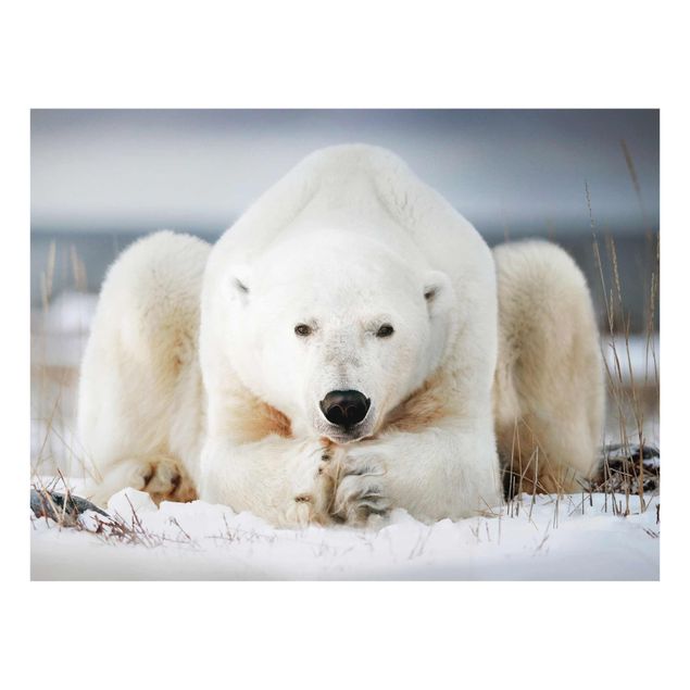Billeder dyr Contemplative Polar Bear