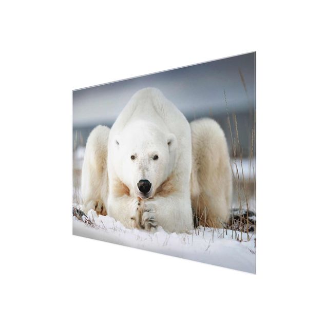 Billeder Contemplative Polar Bear