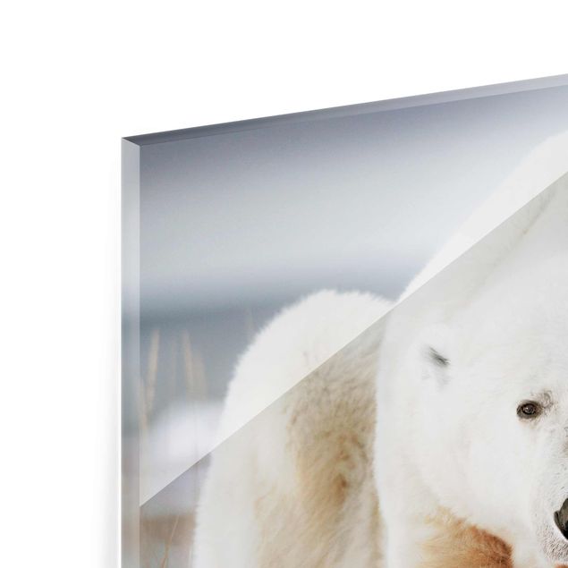 Glas magnettavla Contemplative Polar Bear
