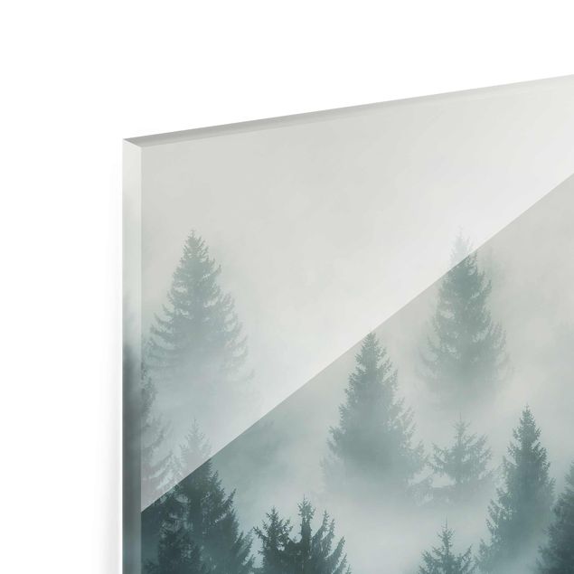Billeder Coniferous Forest In Fog