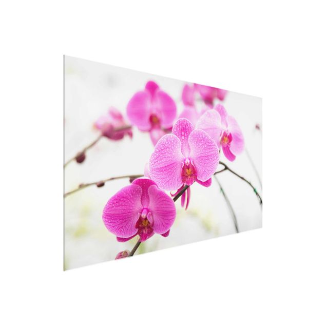 Glasbilleder blomster Close-Up Orchid