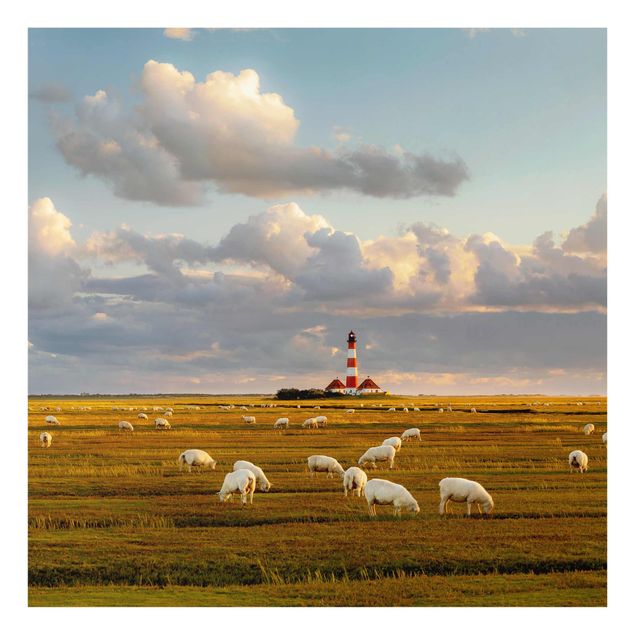 Billeder natur North Sea Lighthouse With Flock Of Sheep