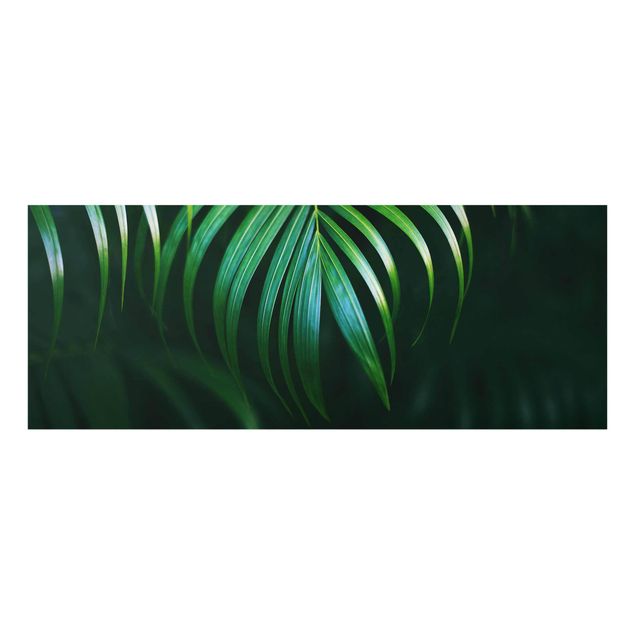 Billeder grøn Palm Fronds