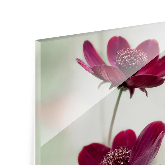 Glas magnettavla Pink Cosmos Flower