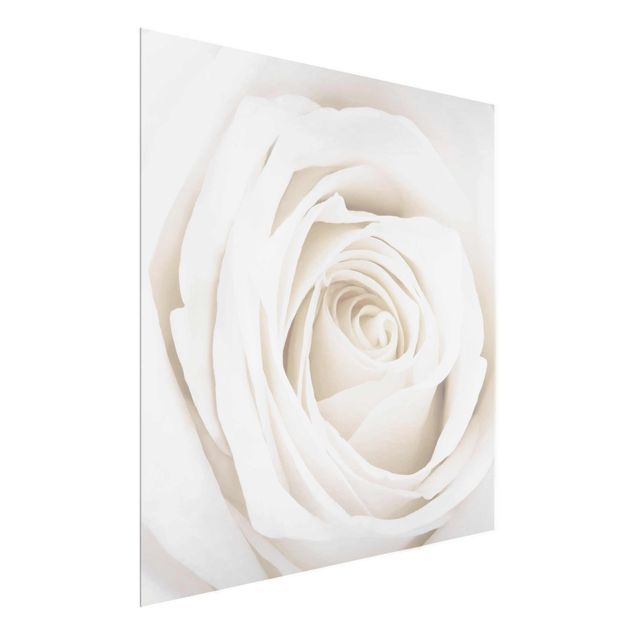 Billeder blomster Pretty White Rose
