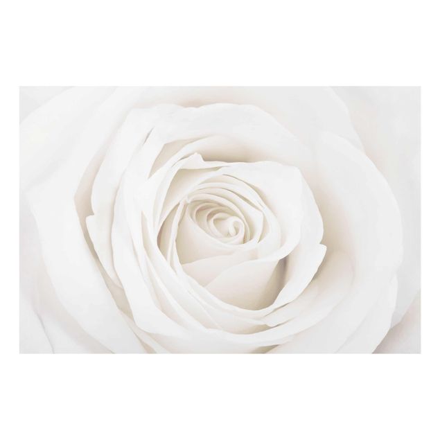 Billeder blomster Pretty White Rose