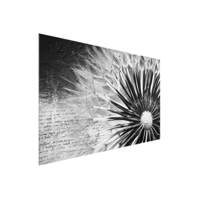 Glasbilleder sort og hvid Dandelion Black & White