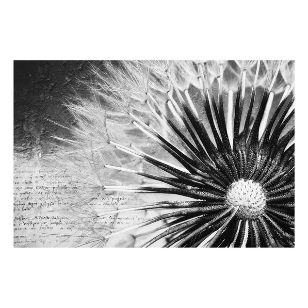 Billeder blomster Dandelion Black & White