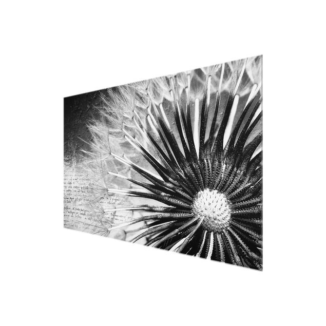 Billeder sort og hvid Dandelion Black & White