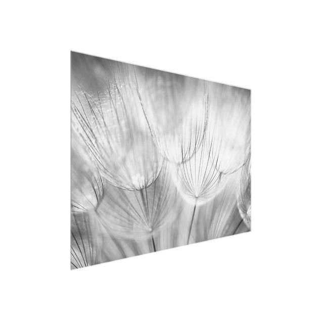 Glasbilleder sort og hvid Dandelions macro shot in black and white