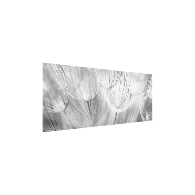 Glasbilleder sort og hvid Dandelions macro shot in black and white