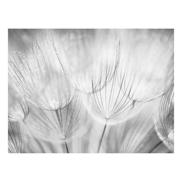 Billeder blomster Dandelions macro shot in black and white