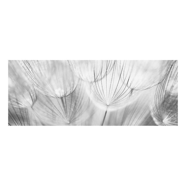Billeder blomster Dandelions macro shot in black and white