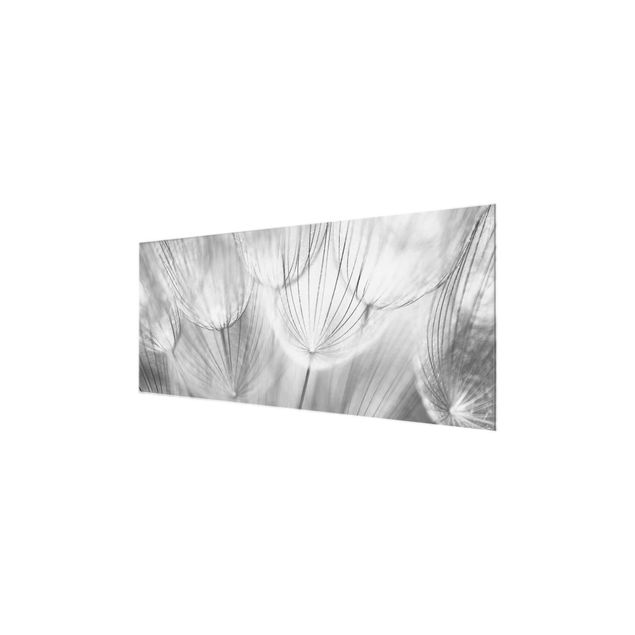 Billeder sort og hvid Dandelions macro shot in black and white