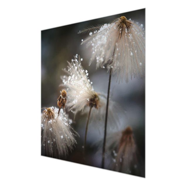 Billeder sort Dandelions With Snowflakes