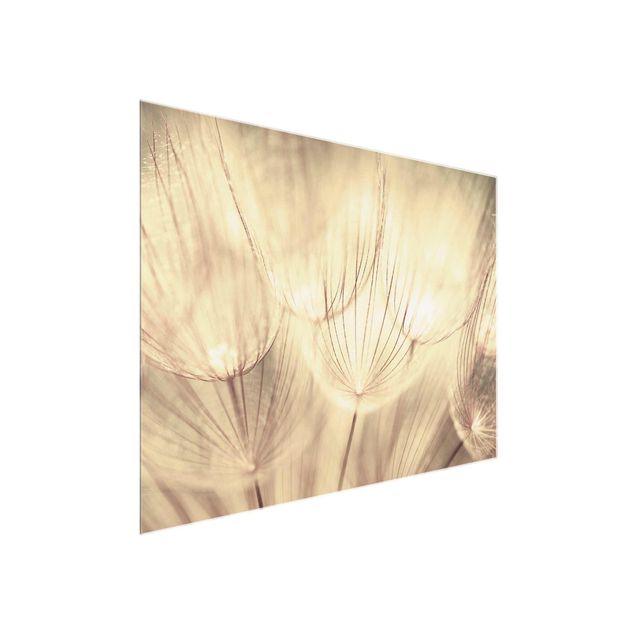 Glasbilleder sort og hvid Dandelions Close-Up In Cozy Sepia Tones