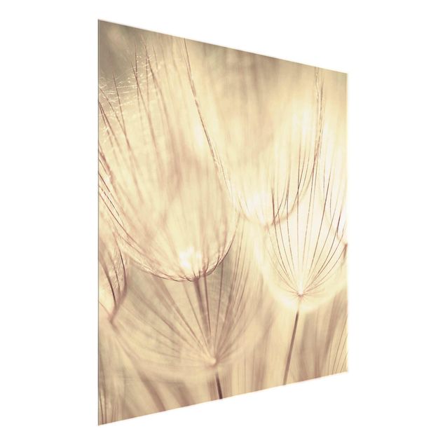 Glasbilleder sort og hvid Dandelions Close-Up In Cozy Sepia Tones
