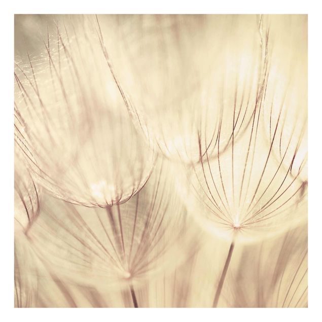 Billeder blomster Dandelions Close-Up In Cozy Sepia Tones