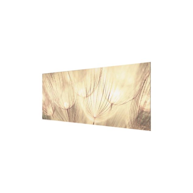 Billeder gul Dandelions Close-Up In Cozy Sepia Tones