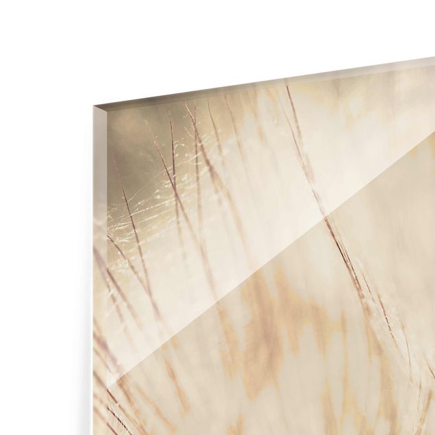 Billeder Dandelions Close-Up In Cozy Sepia Tones