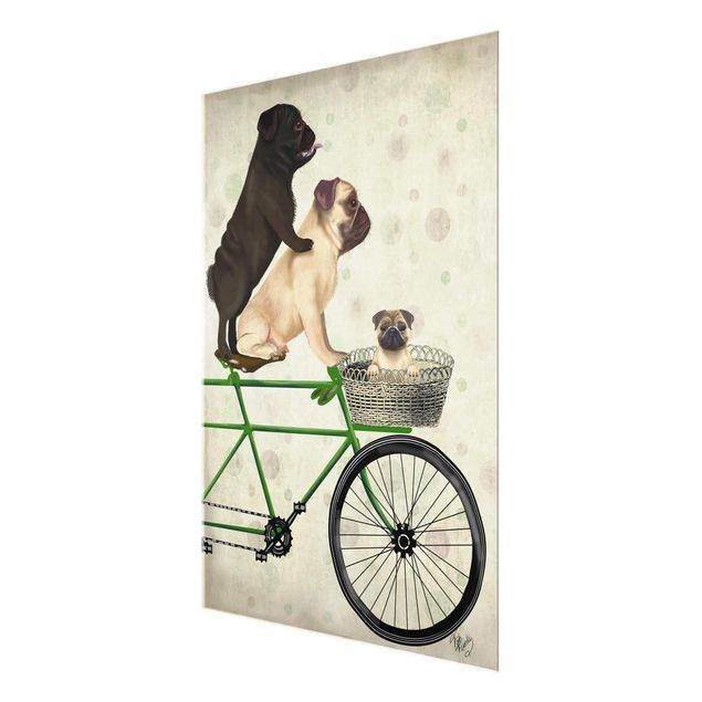 Billeder Cycling - Pugs On Bike