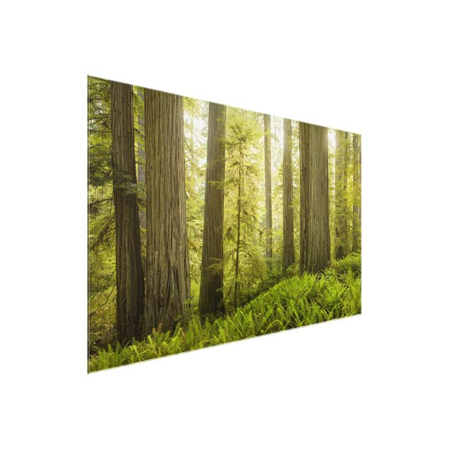 Billeder landskaber Redwood State Park Forest View