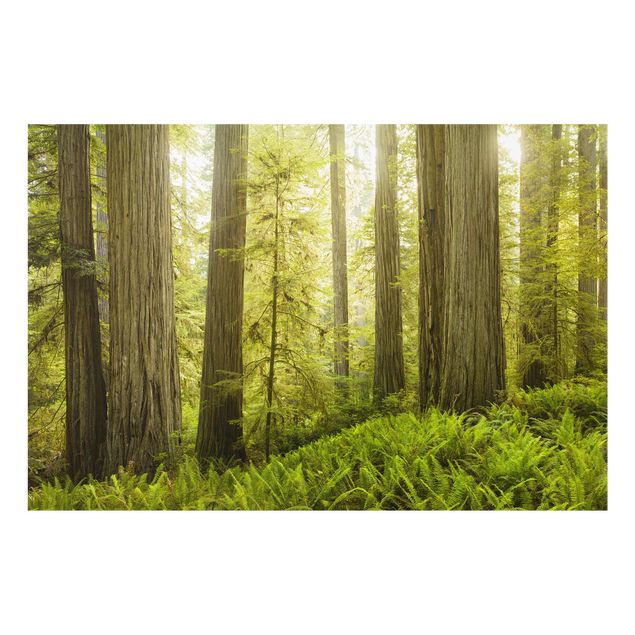 Billeder natur Redwood State Park Forest View